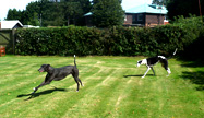 Greyhounds Boarding Kennels Croydon