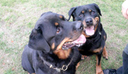 Rottweiller Boarding Kennel Orpington