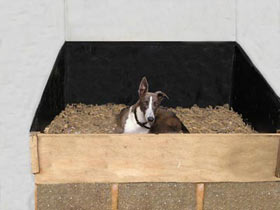 Greyhound as well as all breeds boarding kennels